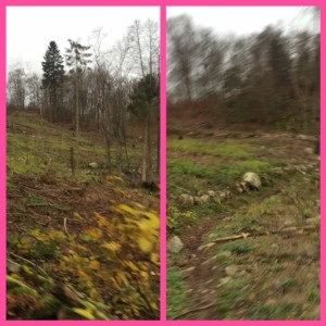 frostavallen_trail_scenery_141115_1